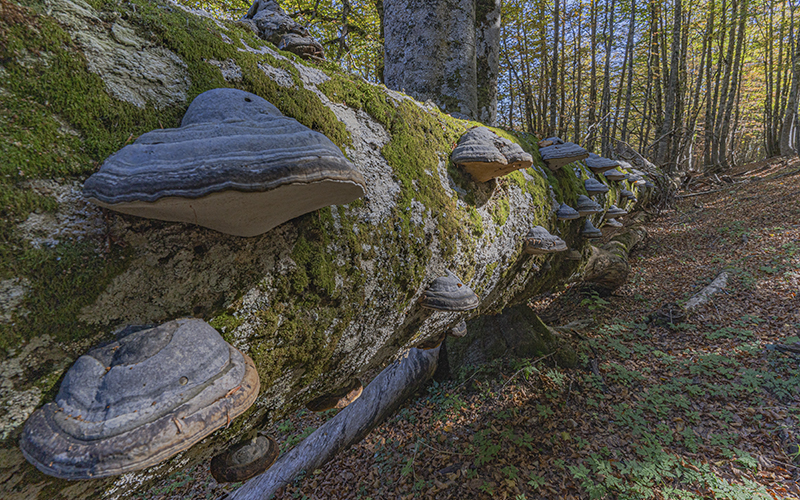 Faggete vetuste del Parco del Pollino