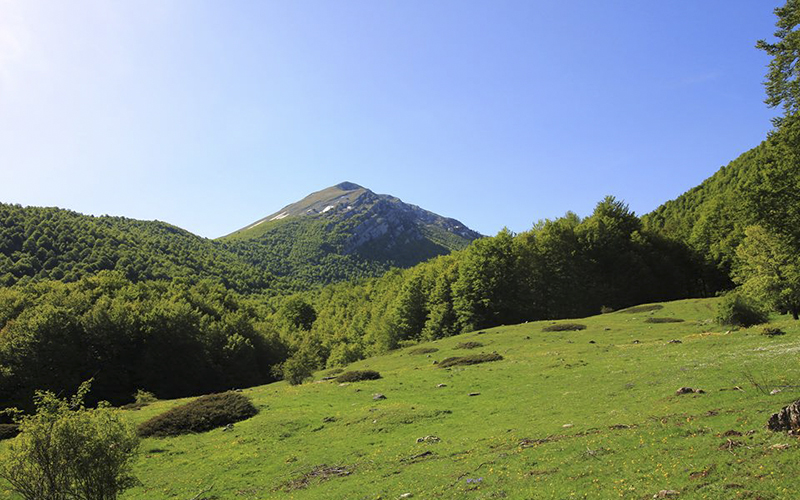 Boschi parco del Pollino