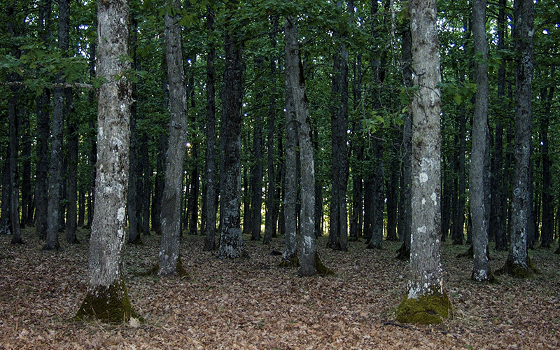 Bosco della Farneta