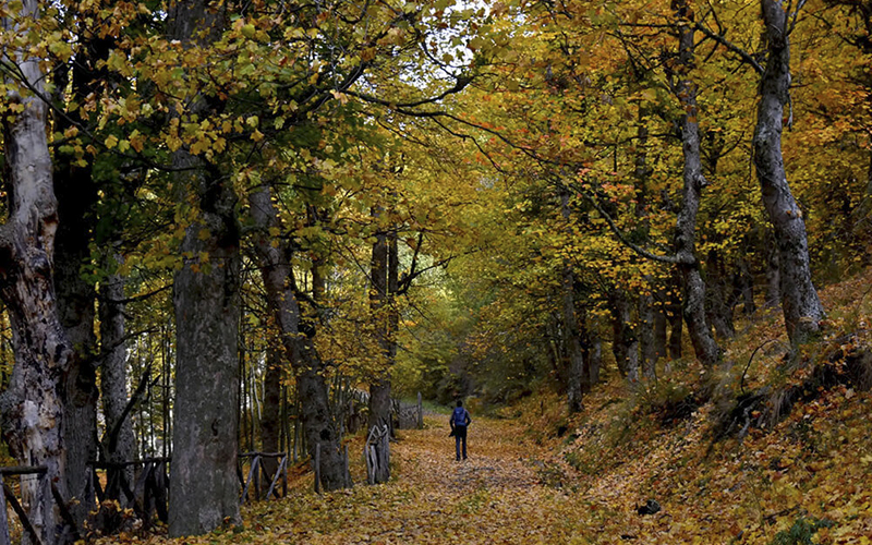 Boschi Parco Pollino