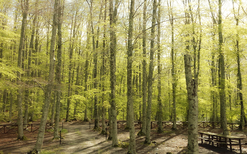 Bosco di Latronico, Malboschetto