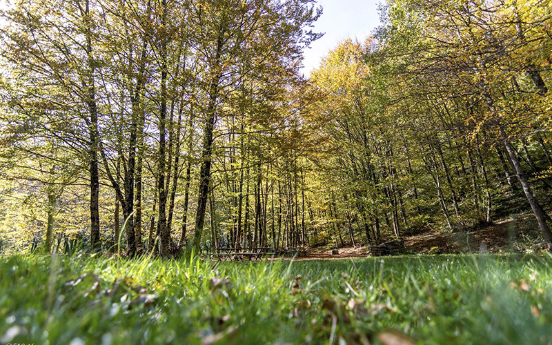 Bosco di Canicella e Piano Malerba