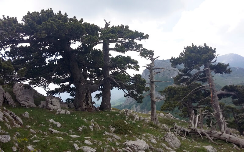 Escursione Madonna di Pollino/Serra di Crispo