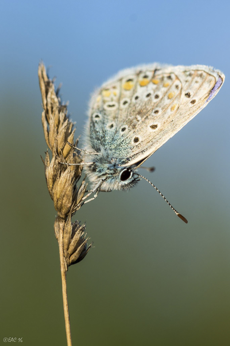 Farfalle del Parco delle Terme di Latronico ©Egidio Antonio Conte