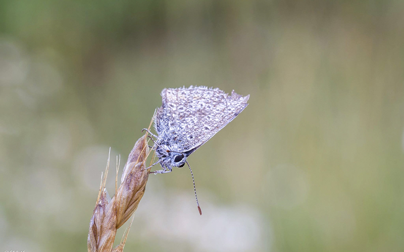 Farfalle Parco del Pollino