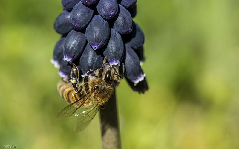 Fauna Parco del Pollino