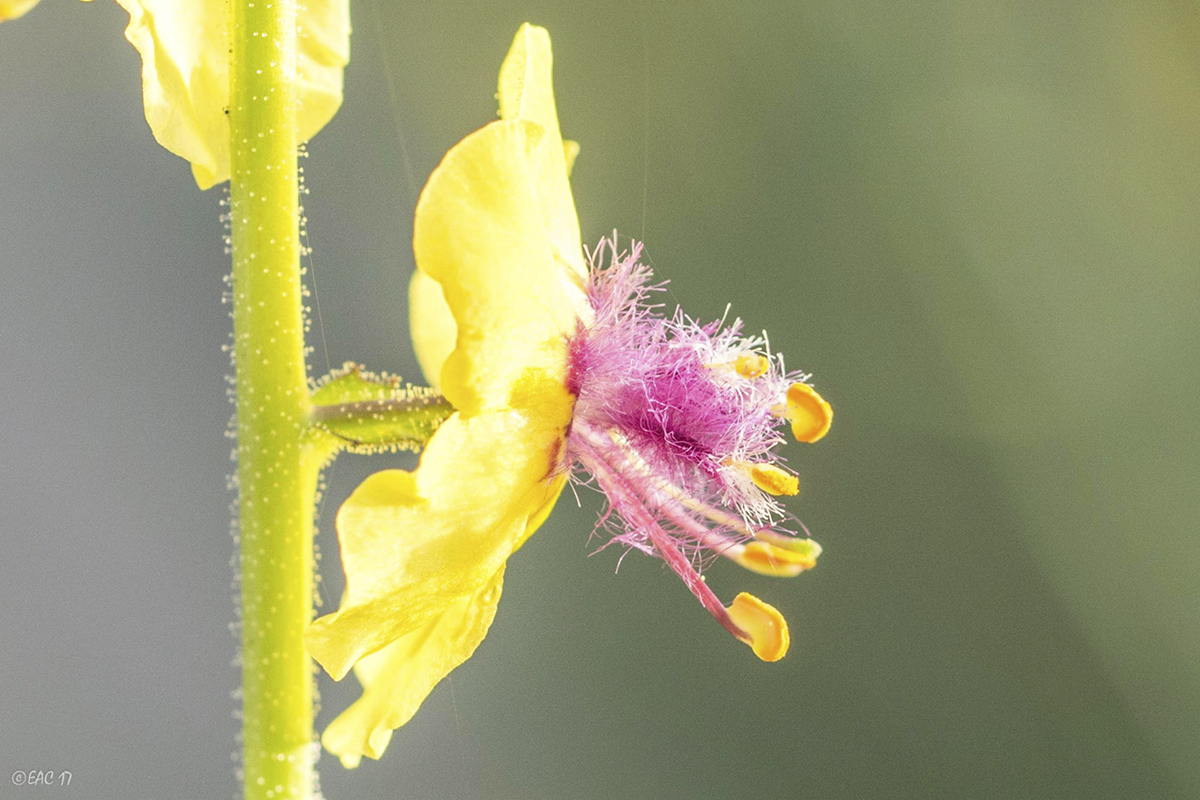 Fiori del Parco Nazionale del Pollino ©Egidio Antonio Conte