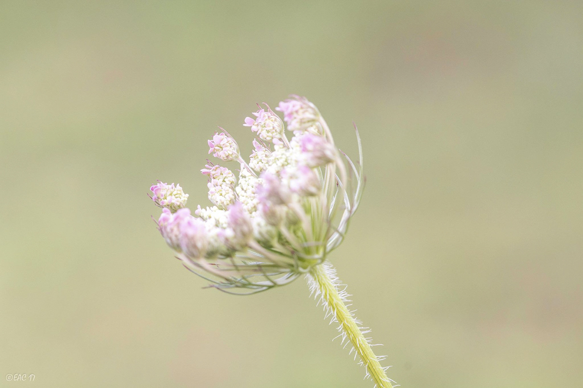 Fiori del Parco Nazionale del Pollino ©Egidio Antonio Conte