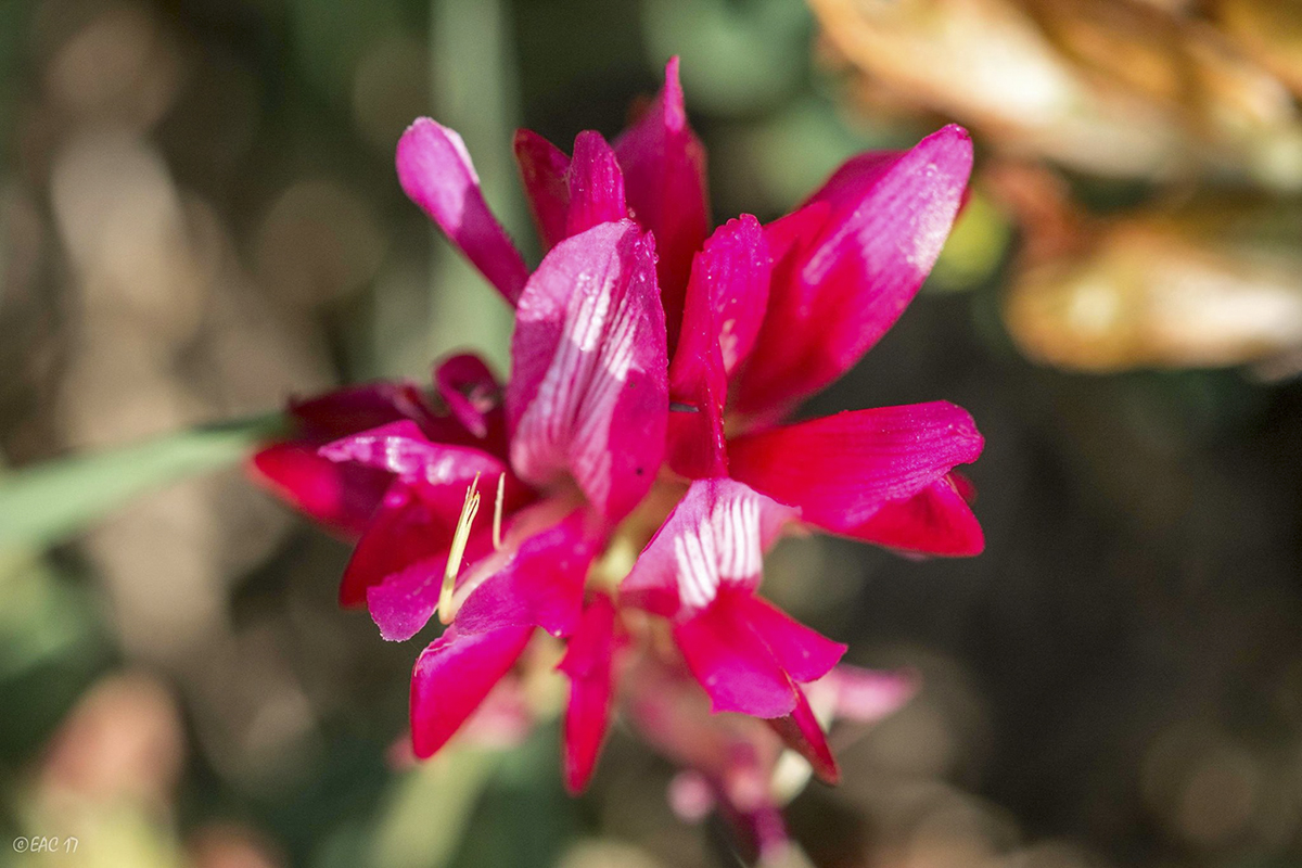 Fiori del Parco Nazionale del Pollino ©Egidio Antonio Conte