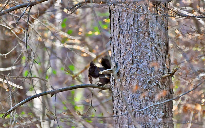 Fauna Parco Nazionale del Pollino